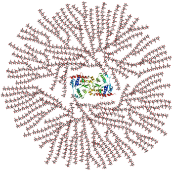 Figure 1.  A cross-sectional view of glycogen with the glycogenin dimer remaining covalently attached to the non-reducing end in the centre of the globule.