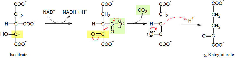 Image:Isocitrate 3.jpg