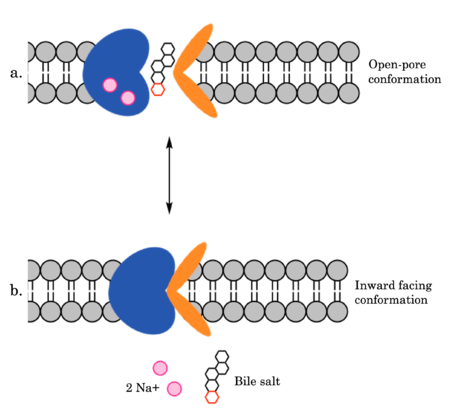 Figure 2. Overall mechanism of NTCP.