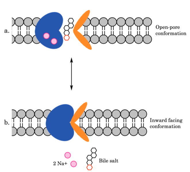 Image:Overall mech ntcp.png