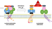 Activation of the binding site at intermediate affinity