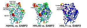 Displacement of Cα atoms (ΔCα) in HbHNL (PDB entry 1yb6), HNL40 (PDB entry 8sni), and HNL71 (PDB entry 9clr) relative to wt SABP2