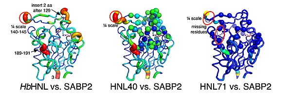 Displacement of Cα atoms (ΔCα) in HbHNL (PDB entry 1yb6), HNL40 (PDB entry 8sni), and HNL71 (PDB entry 9clr) relative to wt SABP2