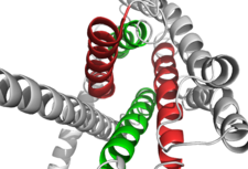 Extracellular tips of helices two and six