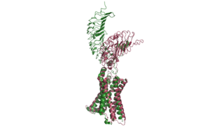 Figure 2: An overview of the Inactive (pink) vs Active (green) state of TSHR. PDB: 7WX5