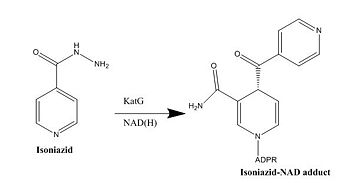 Figure 5. Isoniazid Mechanism of Action