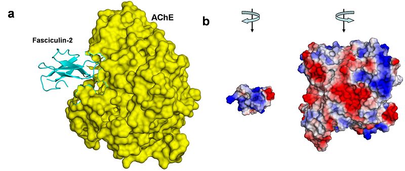 Image:New Schematic AChE Fas.JPG