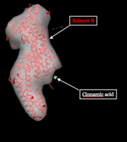 Figure 2. Subunit B (colored red) of PAL tetramer in both ribbon and surface representations. Cinnamic acid, a product formed from by L-Phe catalysis, is also shown in this figure. .