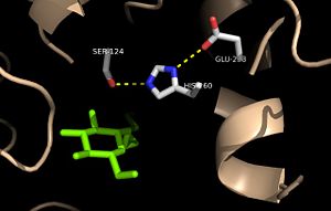 Figure 3: Relation of the catalytic triad to the octylthioglucoside analog in Ag85C