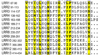 Sequence alignment of LRRs in TMK3. The boundary of each LRR is shown on its right. The conserved residues are shown with yellow background. The solid black star indicates the amino acids specific to plant LRR proteins.