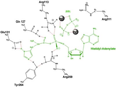 Aminoacylation reaction catalyzed by HisRS.