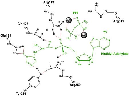 Aminoacylation reaction catalyzed by HisRS.