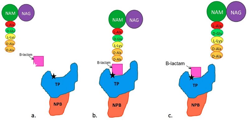 Image:BLactamSchematic2.jpg