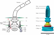Flagellar motor structure.