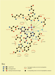 Figure 3. Interactions between enzyme HDC and cofactor-substrate PLP-HME at the binding site .
