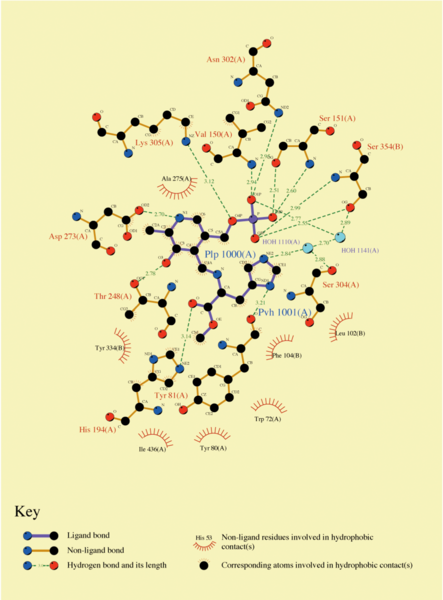 Image:Histidine Decarboxylase Binding Site.png