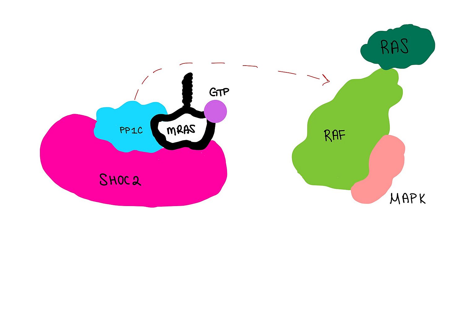 Figure 2: PP1C phosphorylates Serine 259.