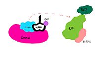 Figure 2: PP1C phosphorylates Serine 259.