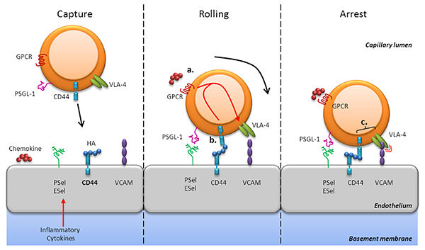 Leukocyte extravasation receptors and role of P-selectin in this mechanism