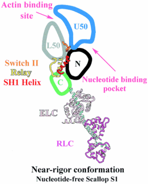 Figure 3. The contractile cycle of the myosin head
