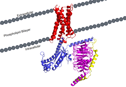 Figure 1. MRGPRX2 as it sits within the cellular membrane. Phospholipid bilayer is represented by grey dots, with labeled cellular locations