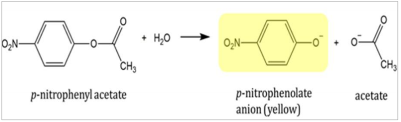 Image:PNPAreaction.png