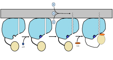Figure 2 shows the proposed mechanism for an ACSVL protein bound to the membrane