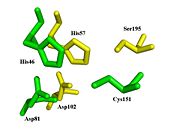 Spatial comparison of the catalytic triads from bovine chymotrypsin and the TEV protease.  PDB Files: 1YPH and 1LVM.