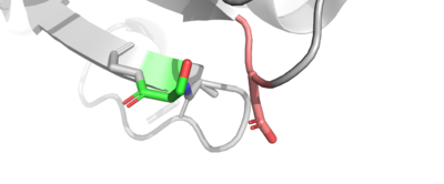 Wild-Type Residues