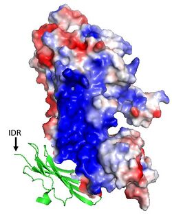 Figure 2.  A cartoon representation of GPIHBP1's N-terminal intrinsically disordered region (IDR) colored green and an surface representation of LPL with electrostatic coloring [acidic (red), neutral (white), basic (blue)] to show how GPIHBP1's N-terminal domain interacts with LPL's basic patch to stabilize LPL structure and activity.