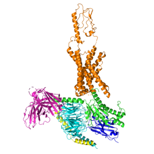 Figure 1: Main Structure of the Gastric Inhibitory Polypeptide Receptor (GIP-R).