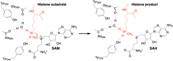 Figure 4: The proposed KMT Mechanism. The lysine substrate and transferred methyl group are in red.