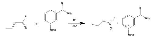 Figure 1. Mechanism of InhA protein