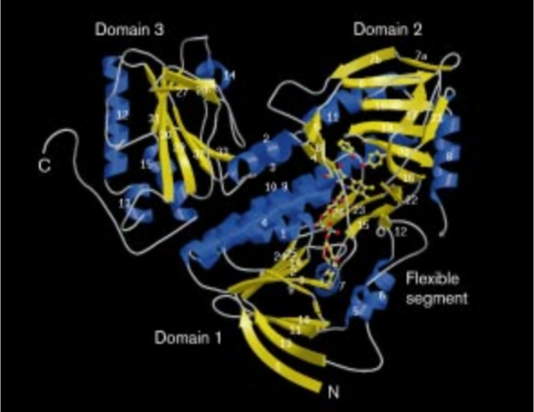 Image:PHENOL HYDROXYLASE dimer.png