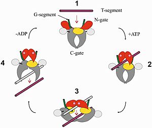 Strand-passage mechanism of topo IV