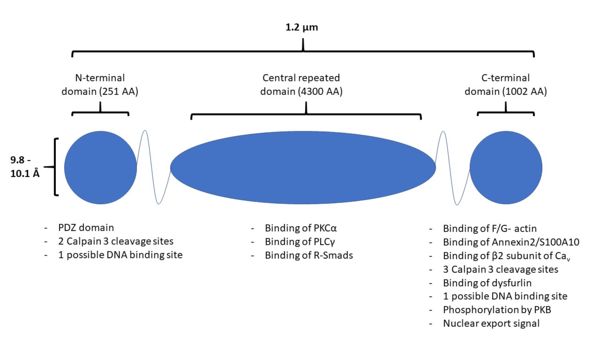 Figure 1. A structural representation of AHNAK, including sites of protein interaction. Modified from [1]