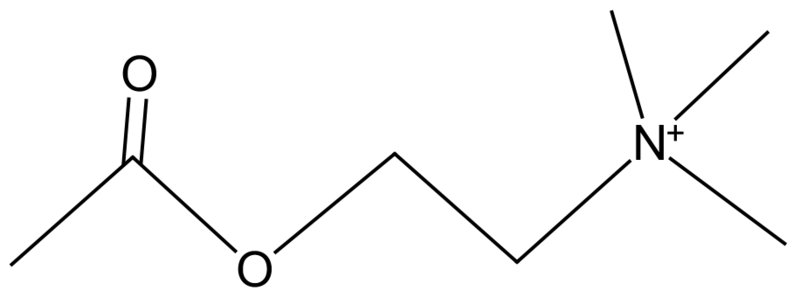 Image:AcetylcholineML.png