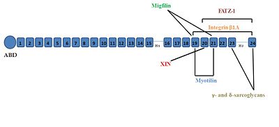 Interaction map of Filamin C