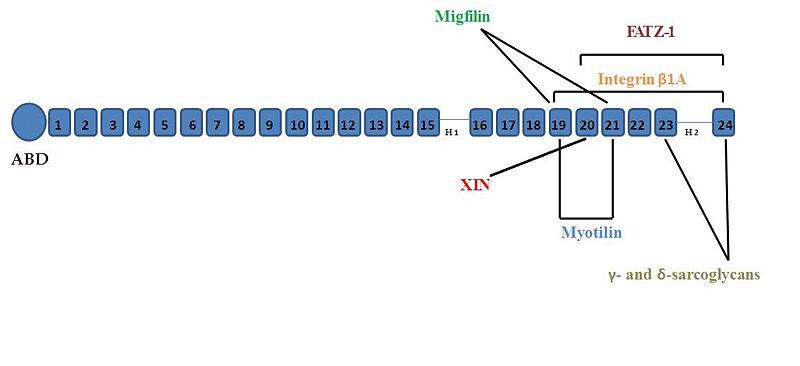 Image:FLN Interaction Annotation.JPG