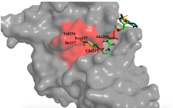 Figure 1. Image of the substrate Acetyl CoA bound in the groove of HAT1 (1BOB.pdb). The groove contains the three residues involved in the acetyltransferase mechanism.