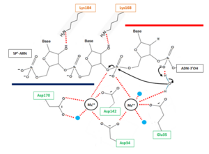 Figure 2 : Proposed mechanism for Okazaki fragment processing (not a concerted mechanism)