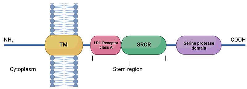Image:STRUTURE TMPRSS2.jpg