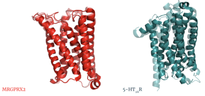 Figure 10. Overlay of unbound (transparent) and bound (opaque) transmembrane proteins of both MRGRPX2 (left) and 5-HT2AR (right). PDBs: (MRGPRX2): 7s8l and (5HT2A): 6wha.