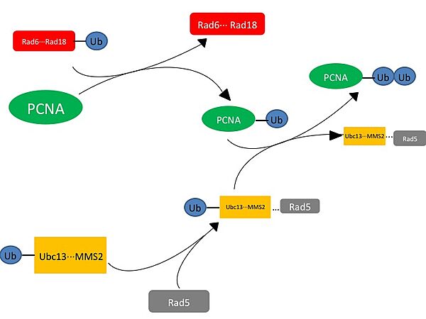 Aminoacylation reaction catalyzed by HisRS.