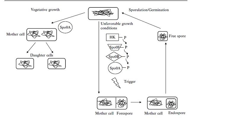 Image:Sporulationprocess.jpg