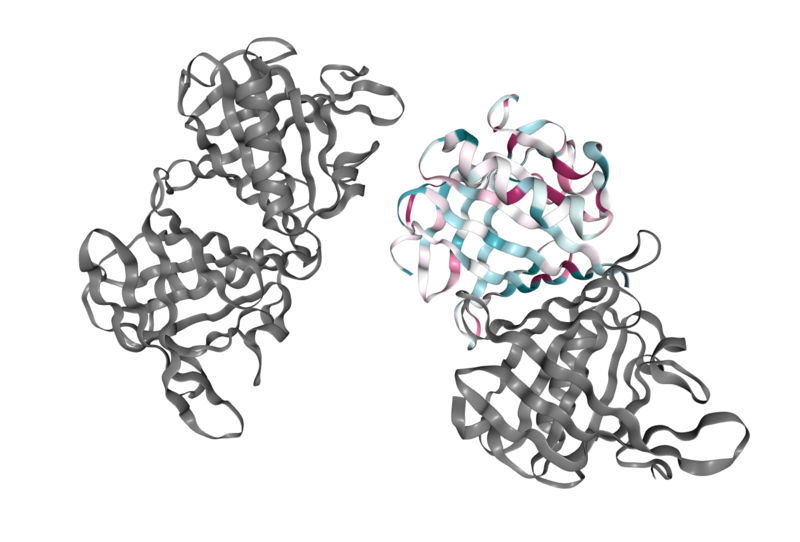 Image:Trichosurin Structural Features.png