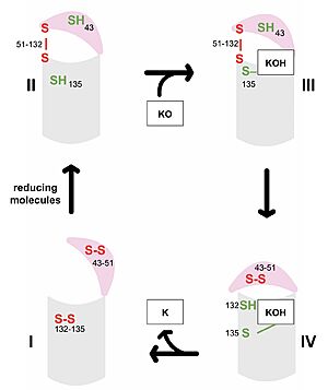 Figure 3. Catalytic Cycle of VKOR VKOR's luminal domain is represented by a the pink semicircle and the transmembrane domain is represented by the gray cylinder. Step I and II represent open conformations of VKOR and steps III and IV represent closed conformations.