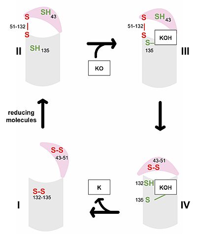 Figure 3. Catalytic Cycle of VKOR VKOR's luminal domain is represented by a the pink semicircle and the transmembrane domain is represented by the gray cylinder. Step I and II represent open conformations of VKOR and steps III and IV represent closed conformations.