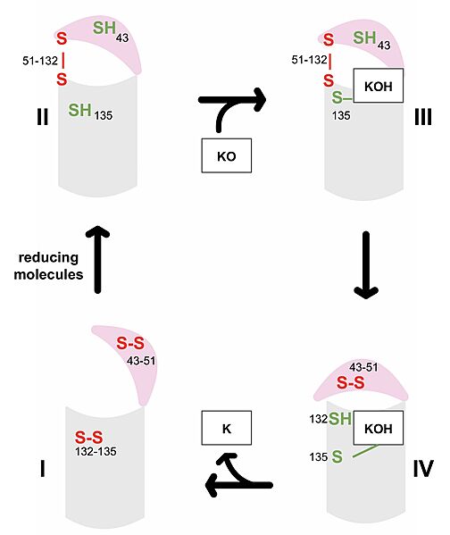 Image:VKOR Catalytic cycle.jpg