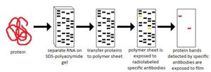 Western-blotting